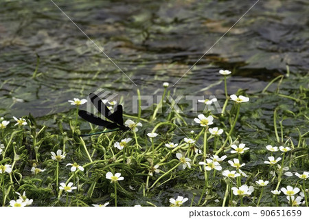 Dragonfly 1/2 on plum blossom algae 90651659