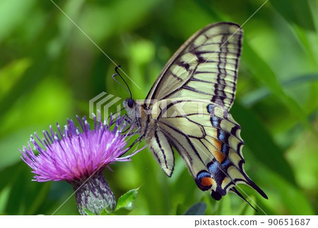 吸Cirsium japonicum的鳳蝶machaon 吸Cirsium japonicum的鳳蝶machaon 90651687