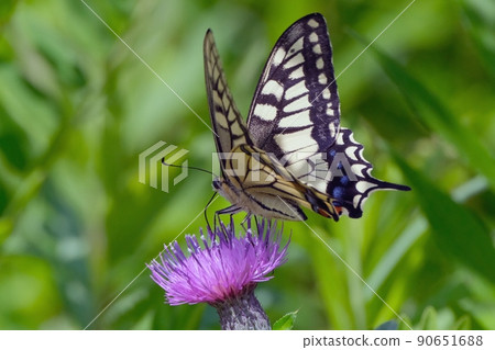 Papilio machaon that sucks Cirsium japonicum Papilio machaon that sucks Cirsium japonicum 90651688