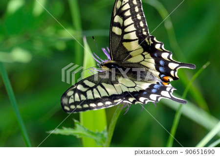 吸Cirsium japonicum的鳳蝶machaon 吸Cirsium japonicum的鳳蝶machaon 90651690