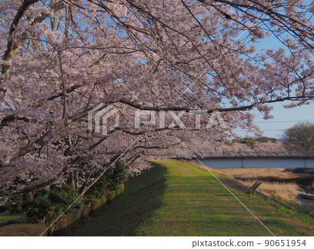 Walking path of cherry blossom trees Walking path of cherry blossom trees 90651954
