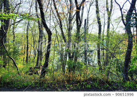 清新的綠色步行道（宮城縣嵯峨松庵） 90651996