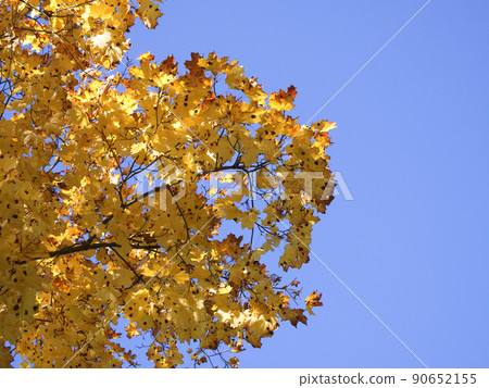 A branch with yellow maple leaves against a clear blue sky. Autumn foliage. A branch with yellow maple leaves against a clear blue sky. Autumn foliage. 90652155