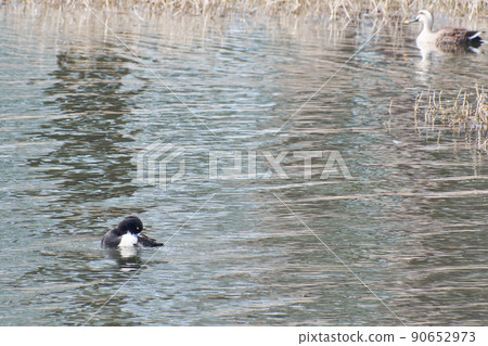 北海道春天來訪的雄性簇絨鴨 90652973