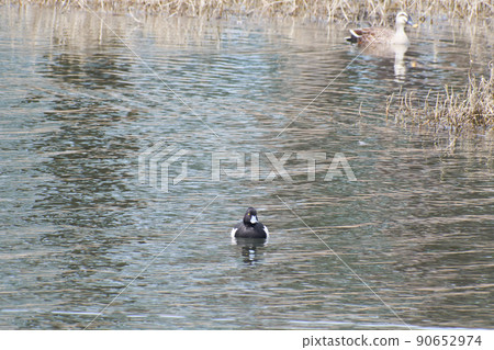 北海道春天來訪的雄性簇絨鴨 90652974