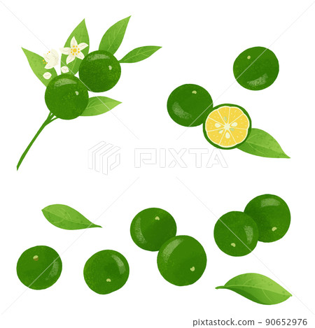 Shikuwasa 的手繪插圖 90652976