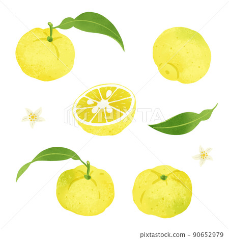 柚子的手繪插圖 柚子的手繪插圖 90652979