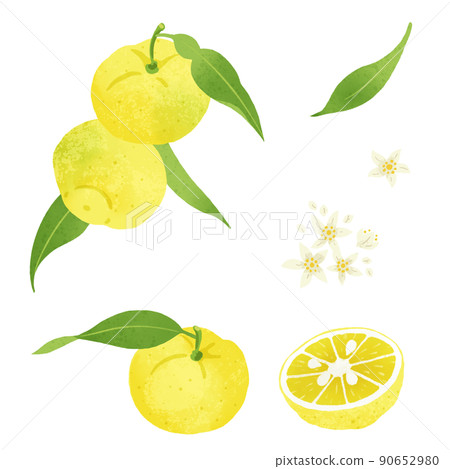 柚子的手繪插圖 90652980