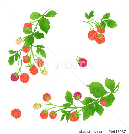 Raspberry hand drawn illustration 90652987