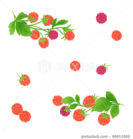 Raspberry hand drawn illustration 90652988