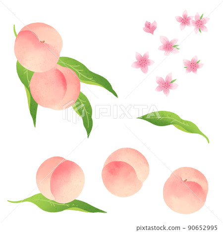 Hand drawn illustration of white peach and peach blossom 90652995