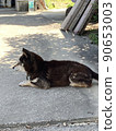 狗坐著 90653003