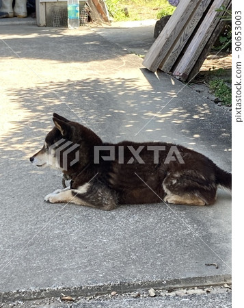 狗坐著 狗坐著 90653003