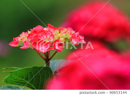 Rainy season red hydrangea flowers 90653144