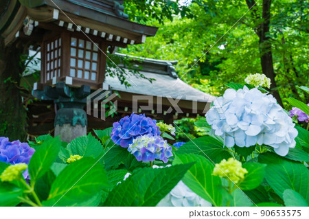 愛知縣護國神社盛開的繡球花 <愛知縣名古屋市> 90653575