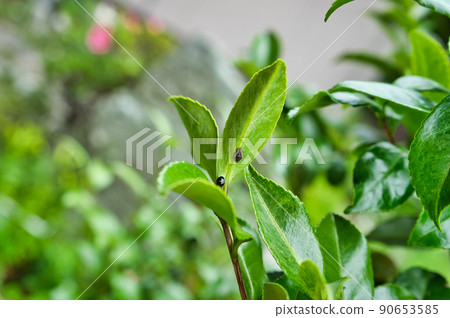 Immediately after emergence, ladybugs and pupal shells behind camellia leaves Immediately after emergence, ladybugs and pupal shells behind camellia leaves 90653585