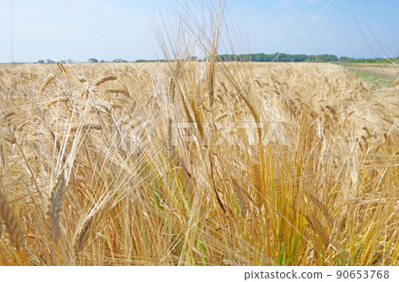 Pre-harvest wheat field landscape in the countryside Pre-harvest wheat field landscape in the countryside 90653768