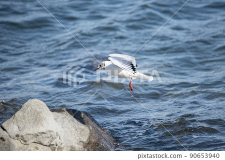 台場海濱公園的海鷗 台場海濱公園的海鷗 90653940