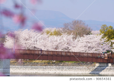 橋野沼環境公園櫻花 90654381