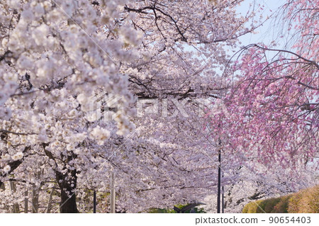 橋野沼環境公園櫻花 90654403