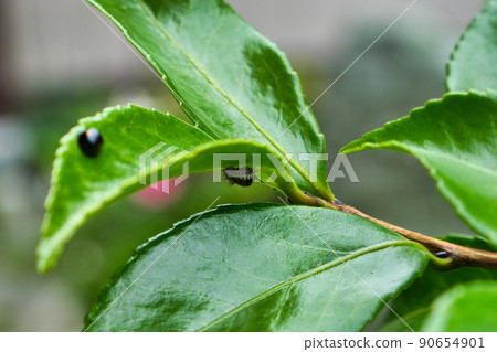 Find the pupal shells of the emerged ladybugs behind the camellia leaves Find the pupal shells of the emerged ladybugs behind the camellia leaves 90654901