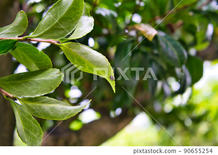 The state of the pupa of Ladybugs just before emergence: Behind the camellia leaves The state of the pupa of Ladybugs just before emergence: Behind the camellia leaves 90655254