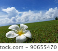 Beautiful sky, flowers and green 90655470