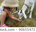 Girl feeding a goat 90655472