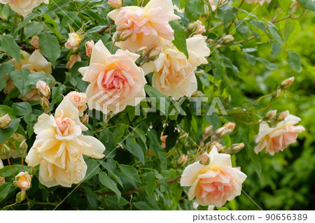 Roses in full bloom Klepskull 90656389
