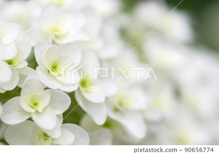 Oakleaf Hydrangea Snowflake Oakleaf Hydrangea Snowflake 90656774