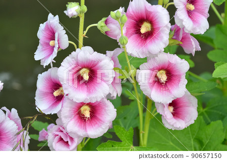 Tattooi Tattooi 90657150