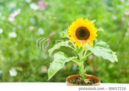 One potted sunflower and green background 90657216