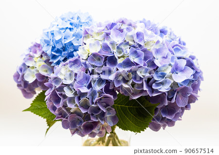 Vivid shades of hydrangea, colorful and bright hydrangea Vivid shades of hydrangea, colorful and bright hydrangea 90657514