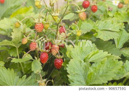 Red strawberry on background green sheet 90657591