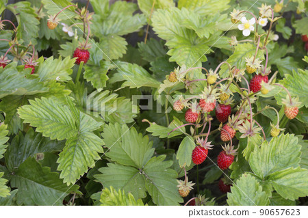 Red strawberry on background green sheet Red strawberry on background green sheet 90657623