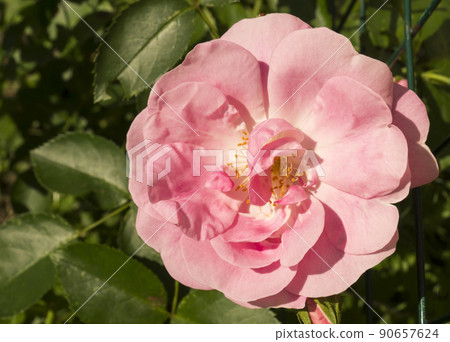 Beautiful rose on background green sheet Beautiful rose on background green sheet 90657624