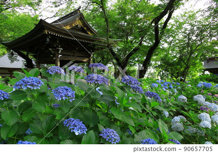 川崎/妙樂寺的繡球花 90657705