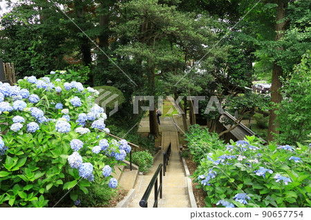 Hydrangea in Kawasaki / Myorakuji Hydrangea in Kawasaki / Myorakuji 90657754