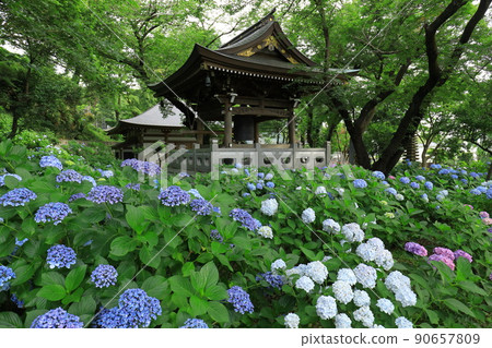 Hydrangea in Kawasaki / Myorakuji 90657809