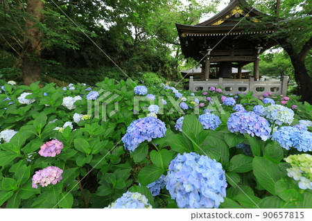 Hydrangea in Kawasaki / Myorakuji Hydrangea in Kawasaki / Myorakuji 90657815