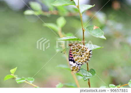Female Indian Fritillary perched on a leaf (Saitama / September) 90657881