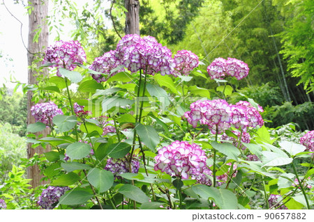 hydrangea   90657882