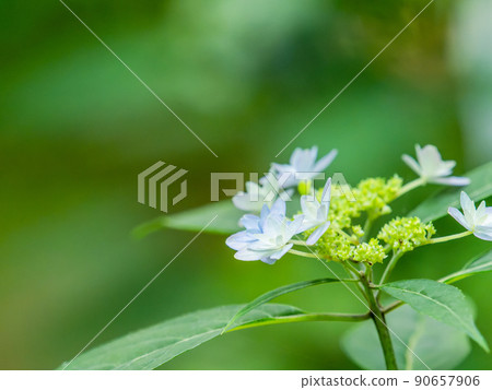 Scenery during the rainy season Beautiful hydrangea loved by Siebold Seven-tiered flower 90657906