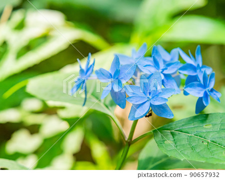 雨季的風景 西博爾德喜愛的美麗繡球花 七層花 90657932