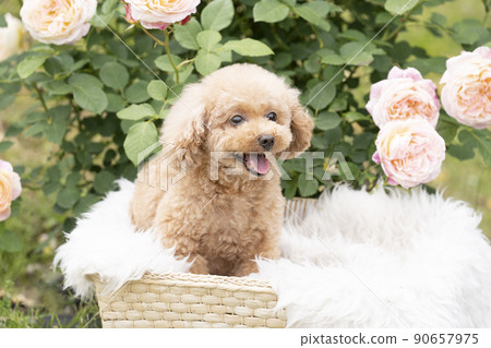 Pink rose and smiling toy poodle 90657975