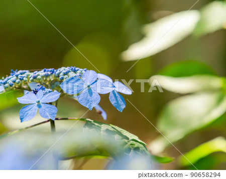 Scenery during the rainy season Beautiful hydrangea blue 90658294