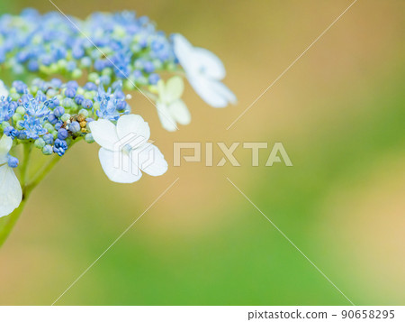 Scenery during the rainy season Beautiful hydrangea blue 90658295