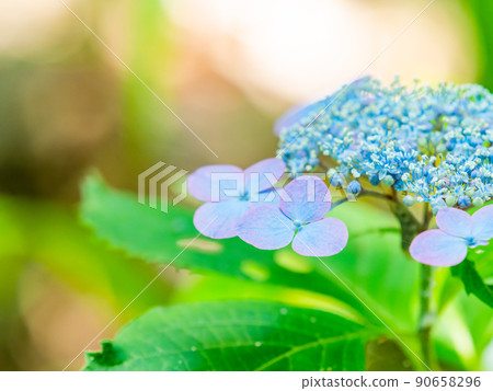 Scenery during the rainy season Beautiful hydrangea blue 90658296