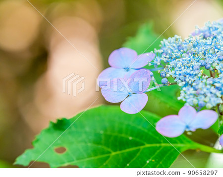 Scenery during the rainy season Beautiful hydrangea blue 90658297