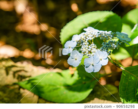 Scenery during the rainy season Beautiful hydrangea blue 90658298